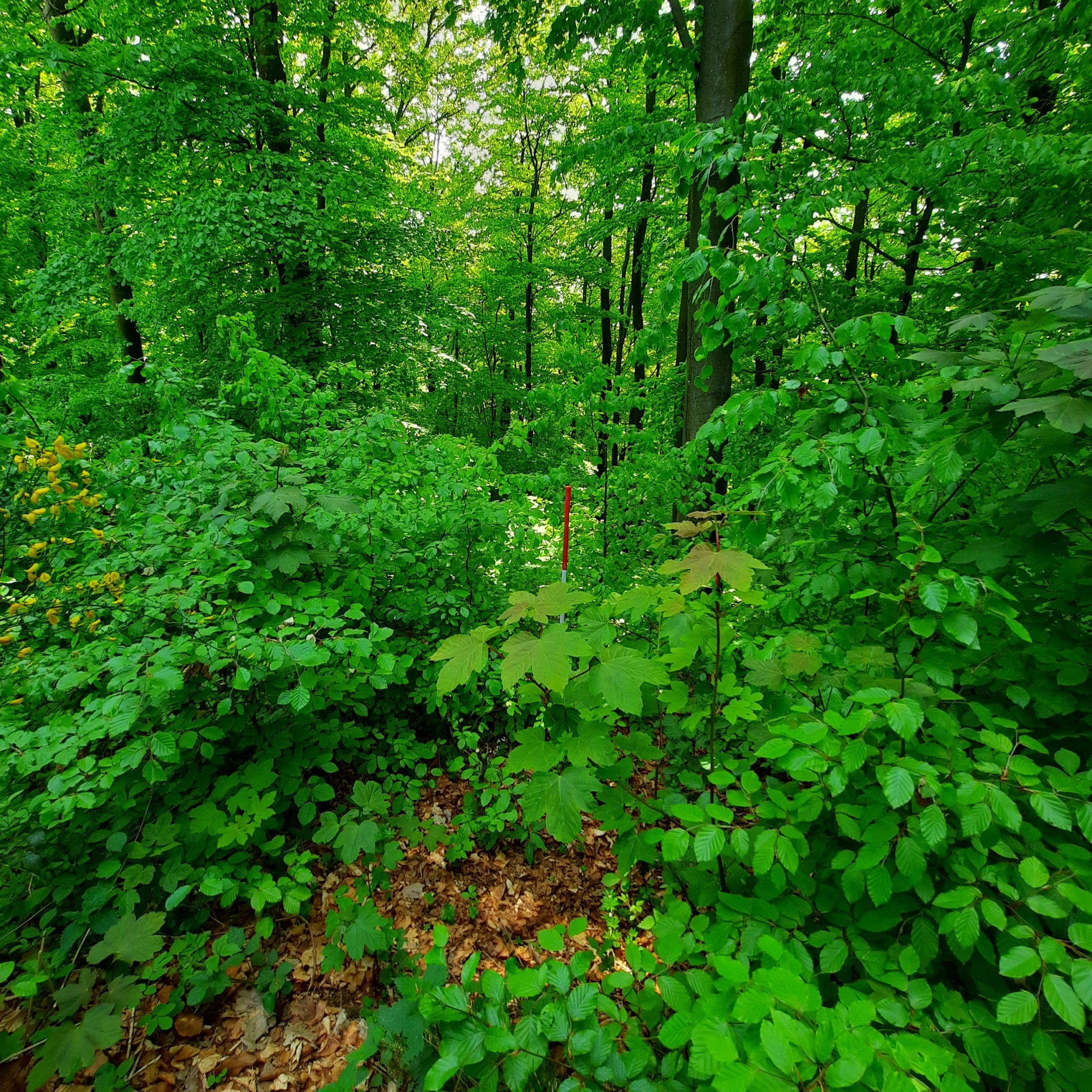 Grün und wilder Wald